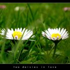 two daisies in love.