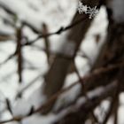 Two Dancing Snowflakes