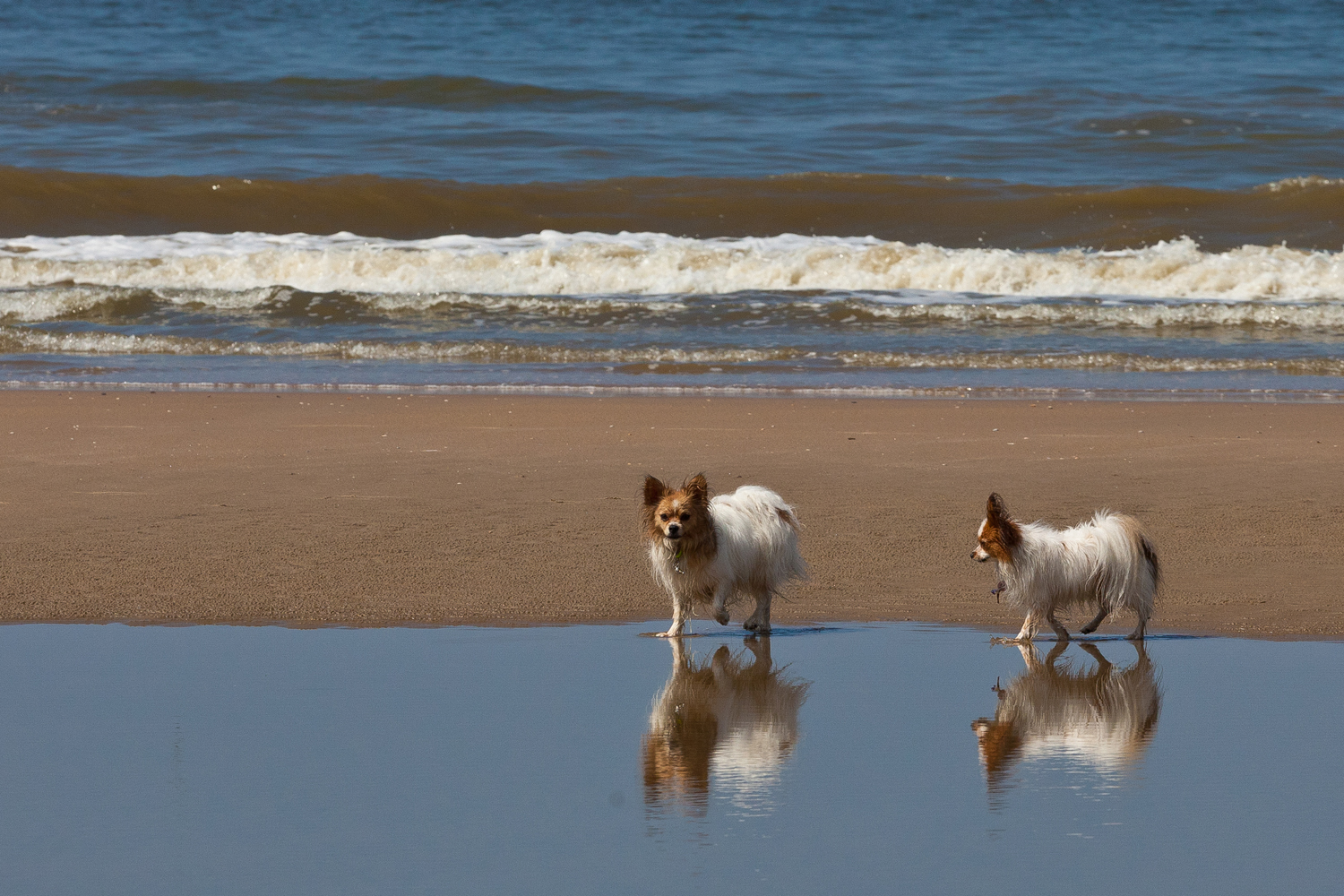 Two dogs on the beach