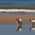 Two dogs on the beach