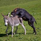 Two Donkeys