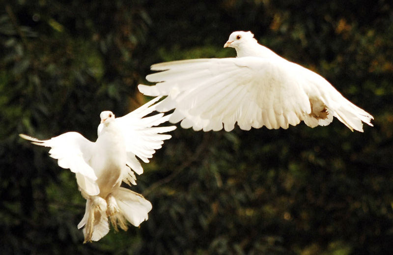 Two Doves....