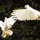 Two Doves....