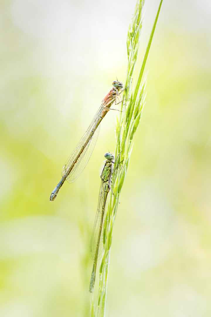 Two dragonflies