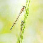 Two dragonflies