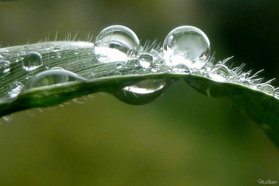 Two drops