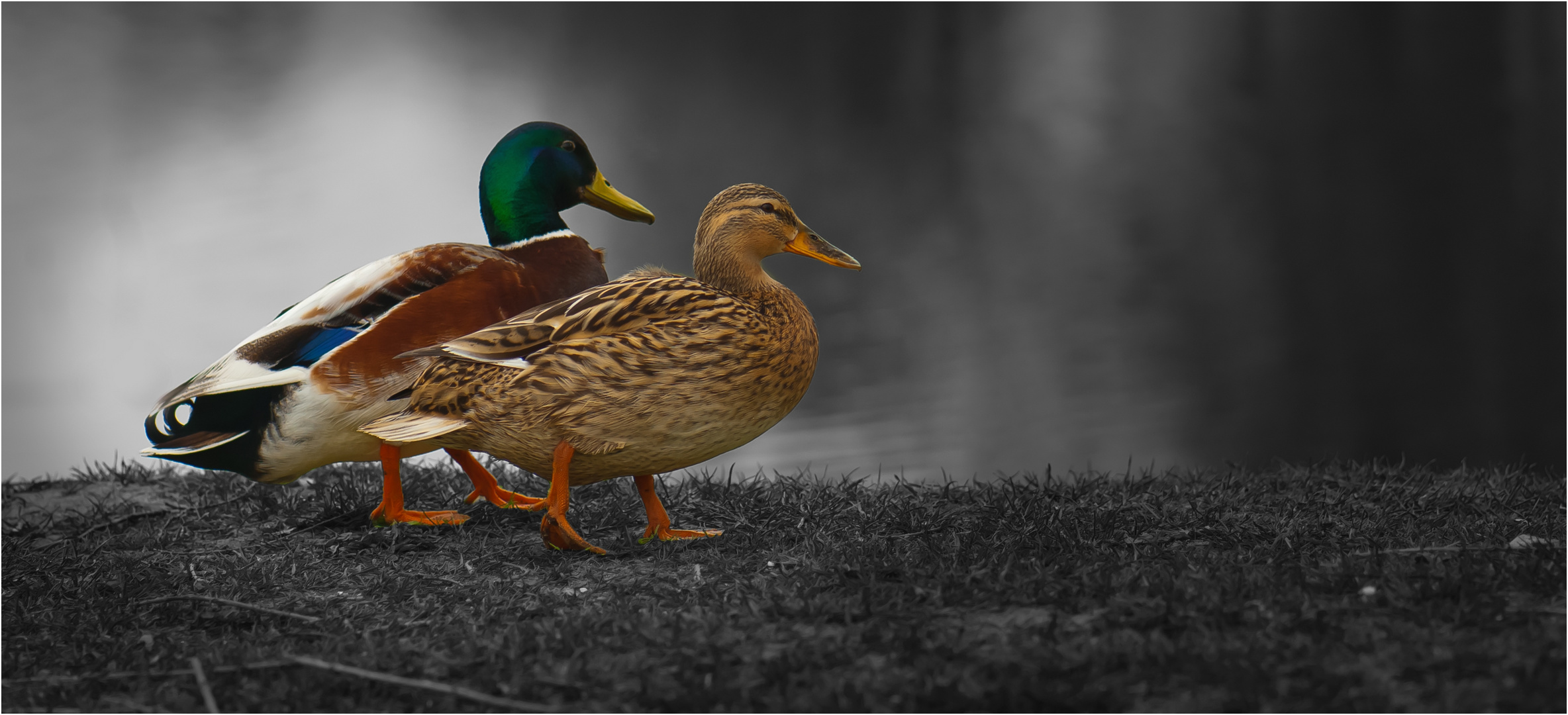 two ducks