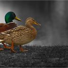 two ducks