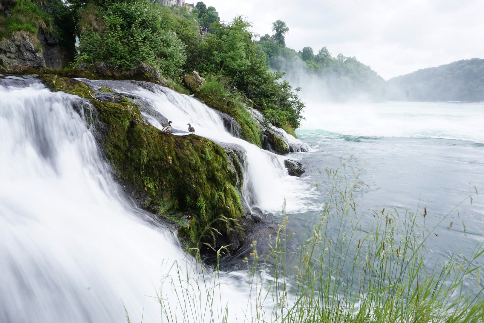 Two Ducks enjoying the scenery at Rheinfall Schaffhausen