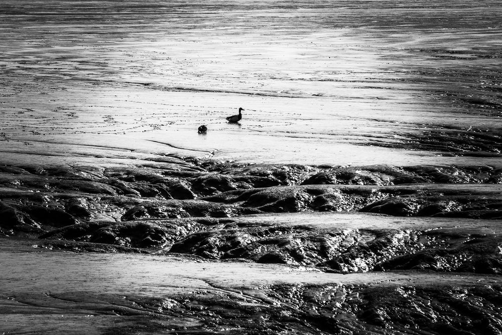 two ducks in the mud Foto & Bild tiere, wildlife, wild lebende vögel Bilder auf