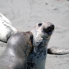 Two Elephant seals at Point Piedras Blancas, California.