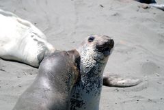 Two Elephant seals at Point Piedras Blancas, California.