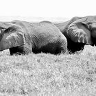 Two elephants on the Chobe River