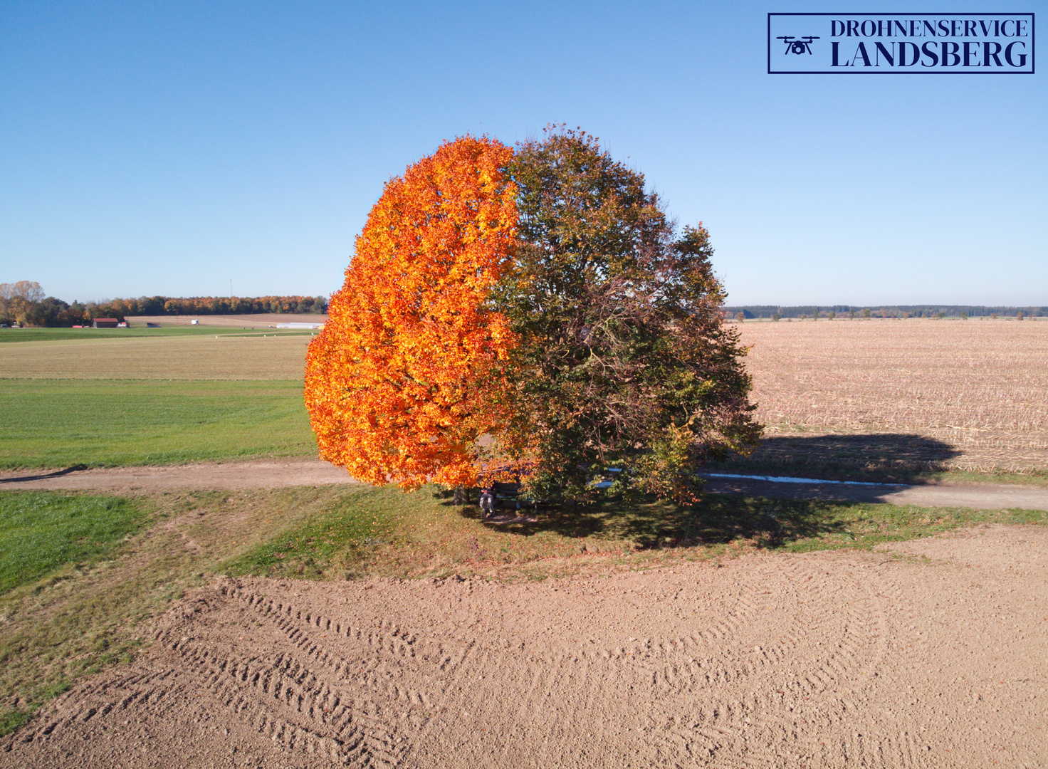 Two-Face Tree