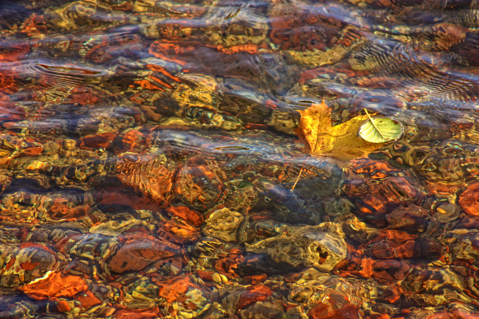 Two fall leaves on water