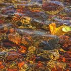 Two fall leaves on water