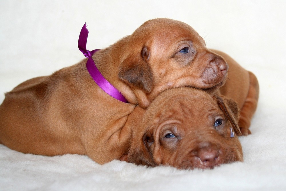 Two female livernose puppies