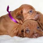 Two female livernose puppies