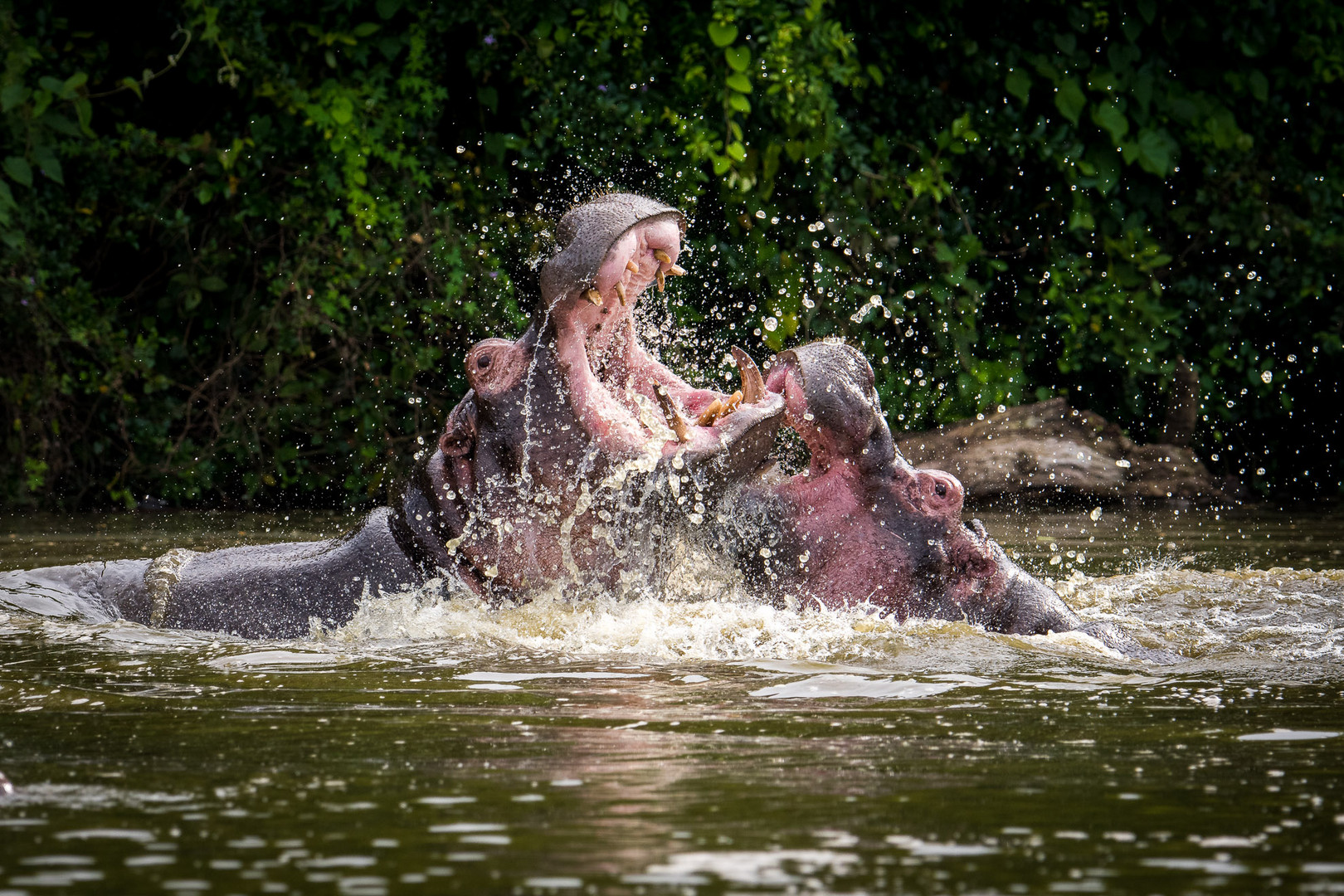 two fighting hippos over their hierarchy