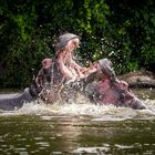 two fighting hippos over their hierarchy