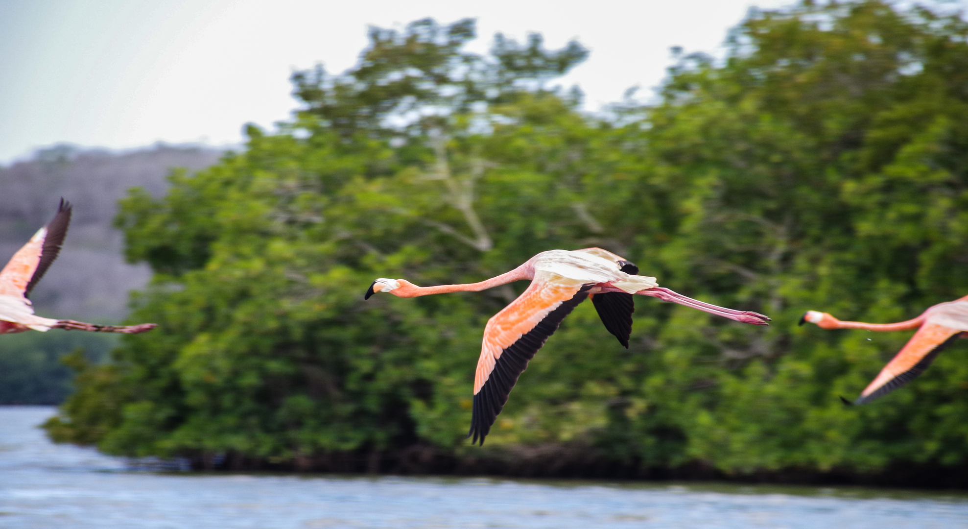 Two Flamingos