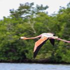 Two Flamingos