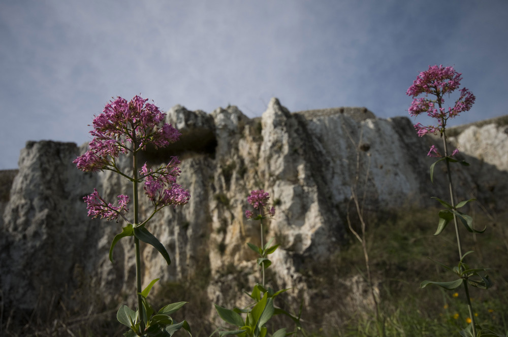 Two Flowers