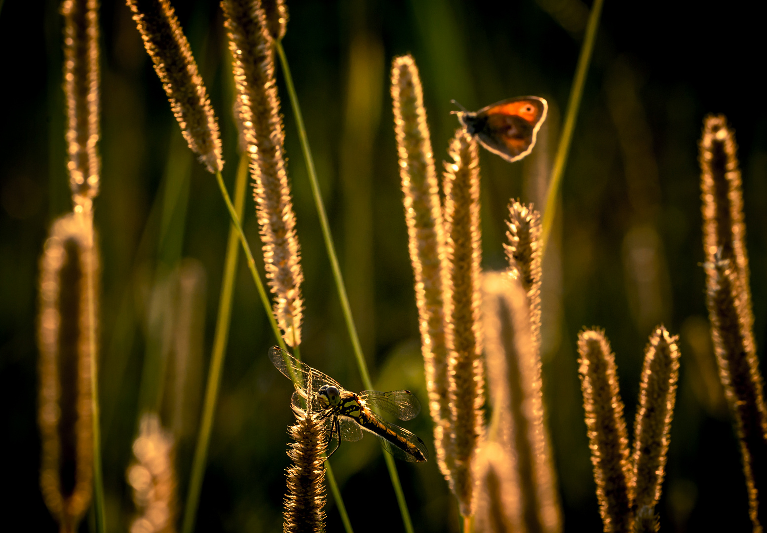 two flying dreams...