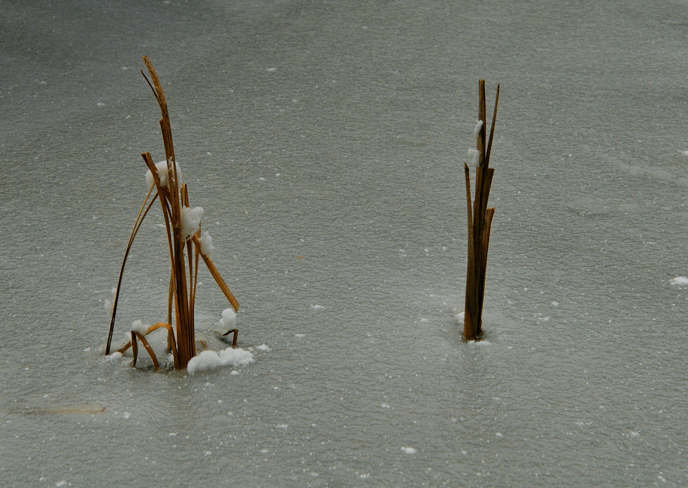 two friends in ice....