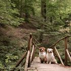 Two Friends on the Bridge