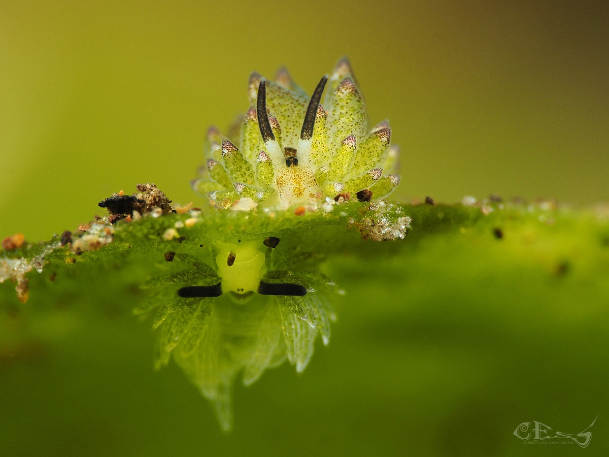 Two friends share a leaf