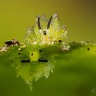 Two friends share a leaf