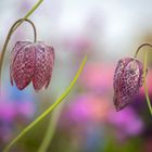 two fritillaria meleagris