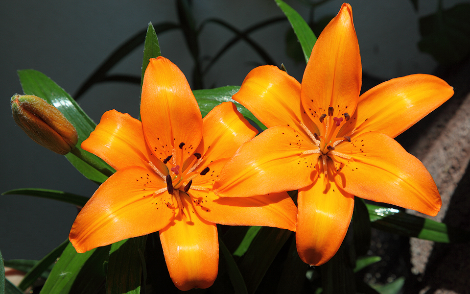 Two full open orange Lilys