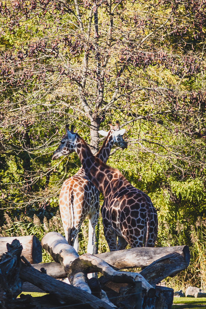 two giraffes