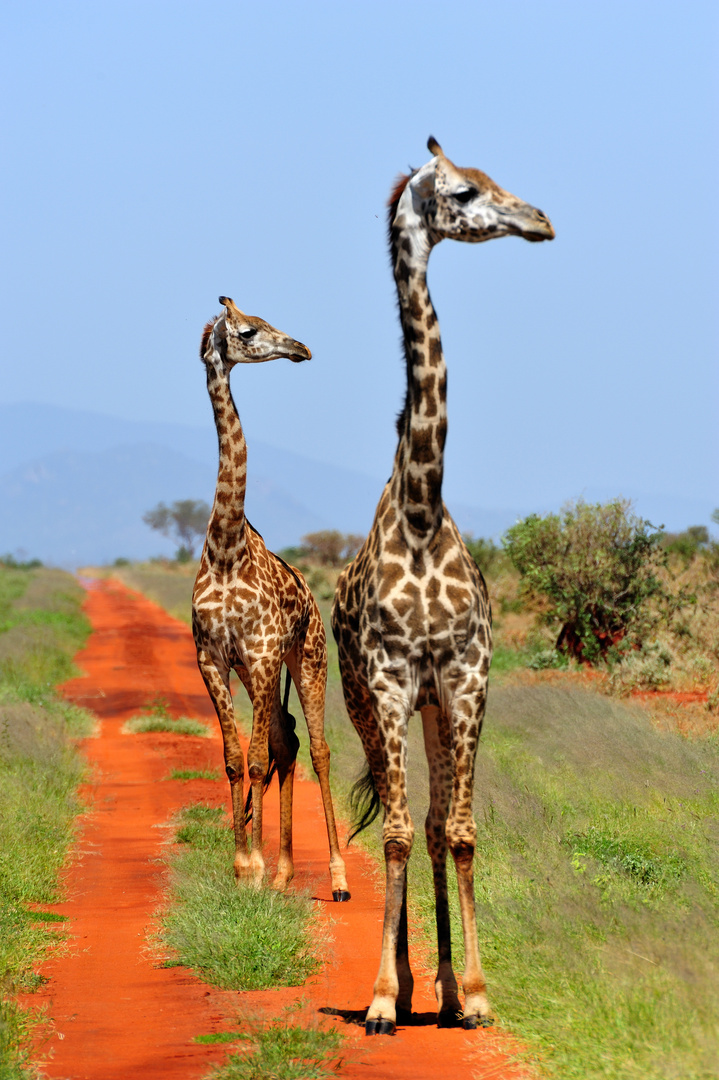 Two giraffs gawping in the same direction