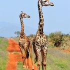 Two giraffs gawping in the same direction