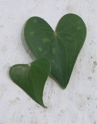 Two green hearts