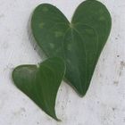 Two green hearts