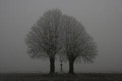 two grey lime trees