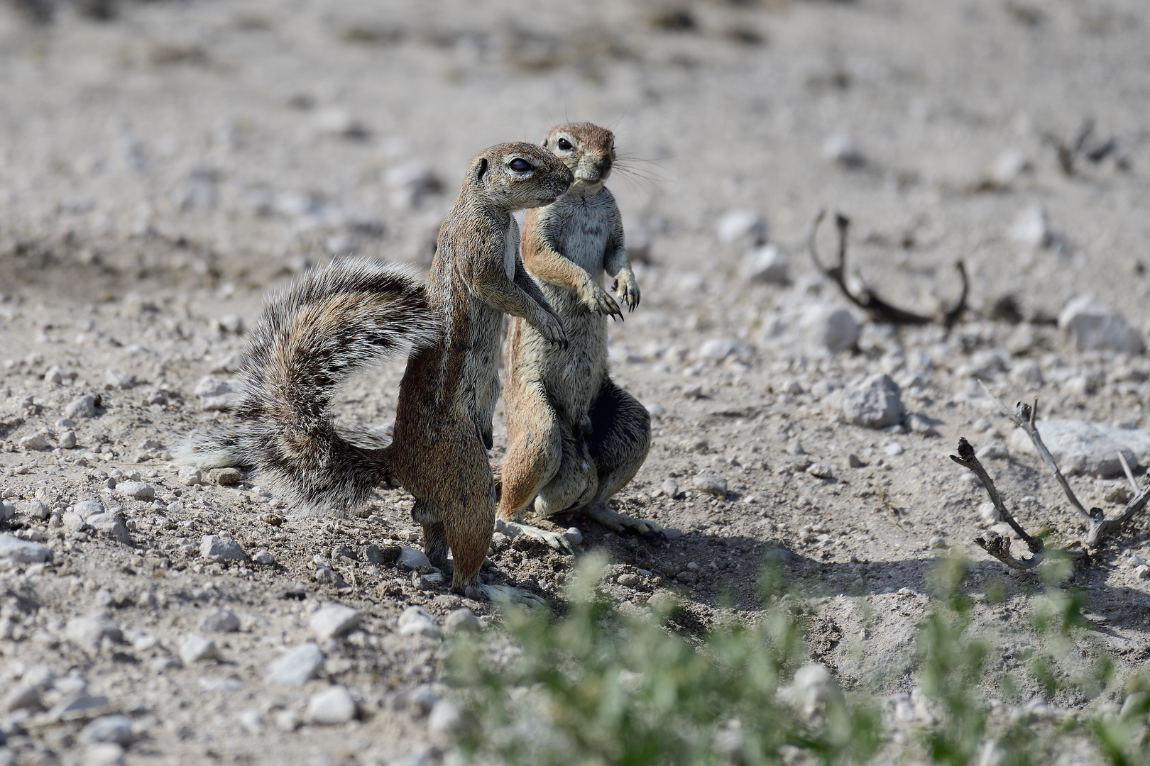 Two ground squirrels watching out