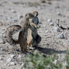 Two ground squirrels watching out