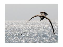 two gulls