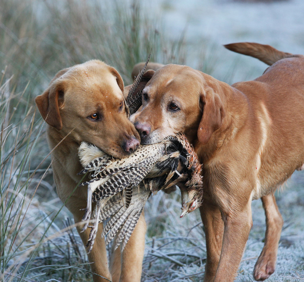 "Two Gun Dogs"