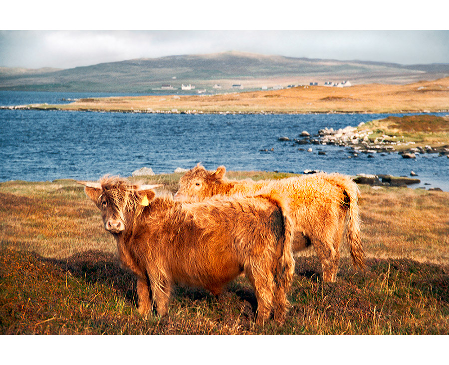 Two Highland Cows