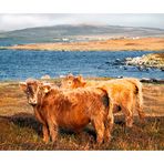 Two Highland Cows