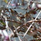 two honey-eater chicks