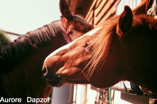 Two horses