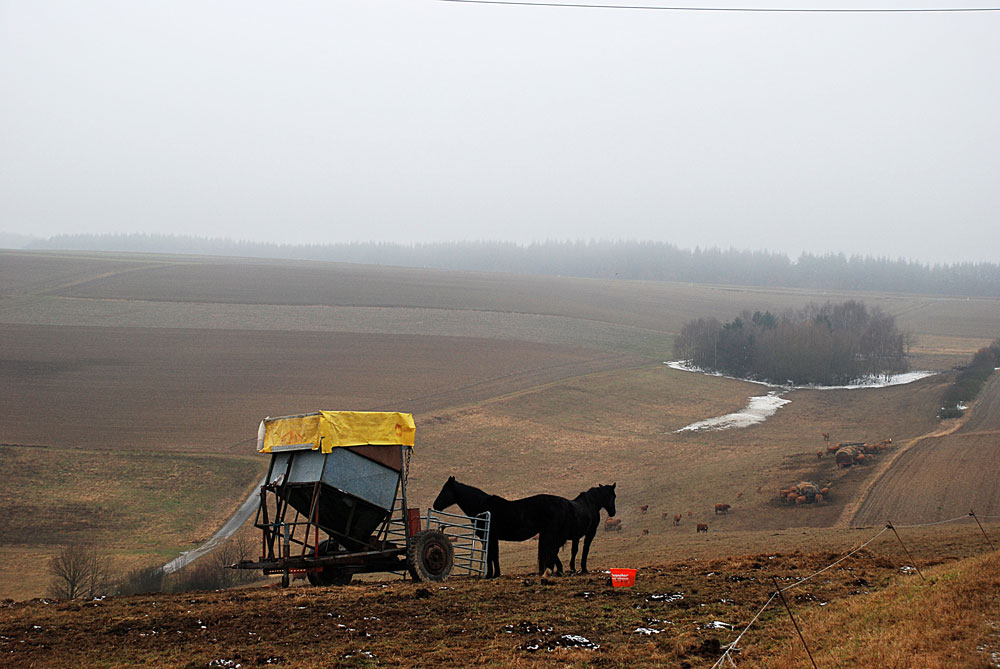 Two horses ...