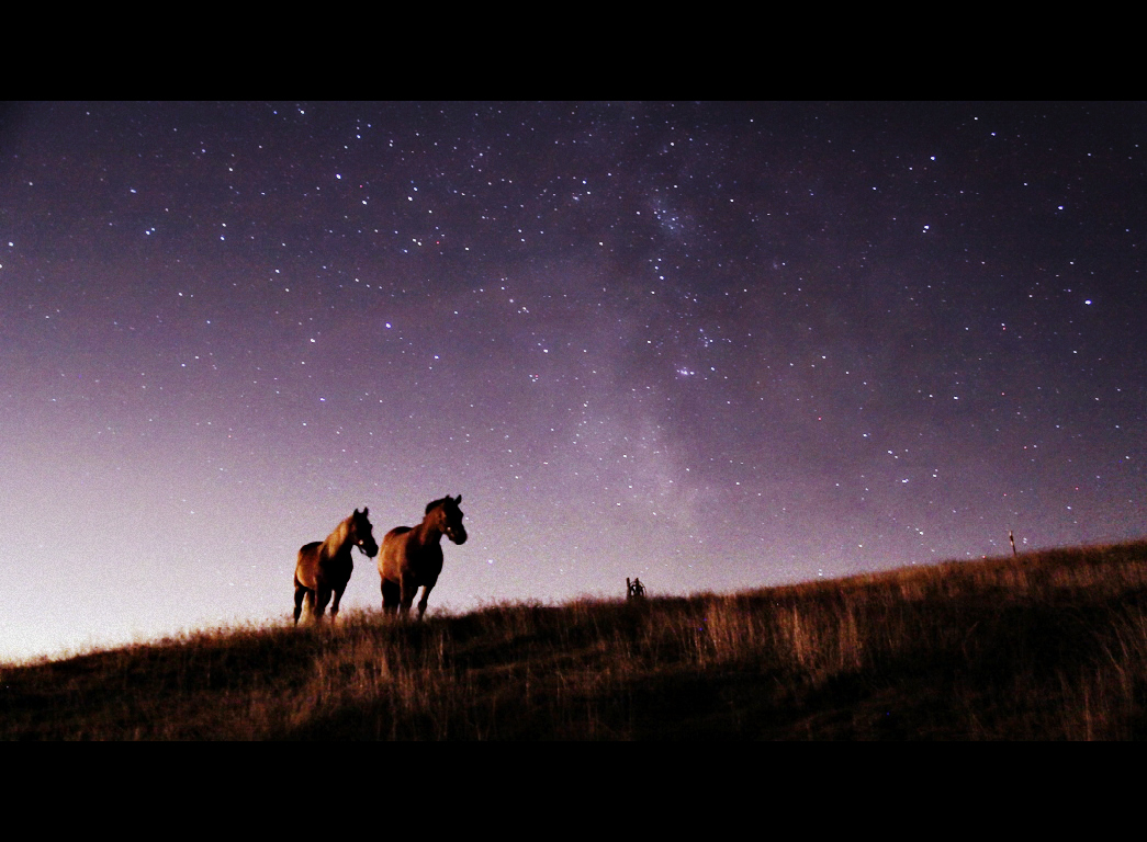 Two horses at night